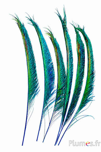 Pauw blauw zwaard - 30-38 cm - blauw
